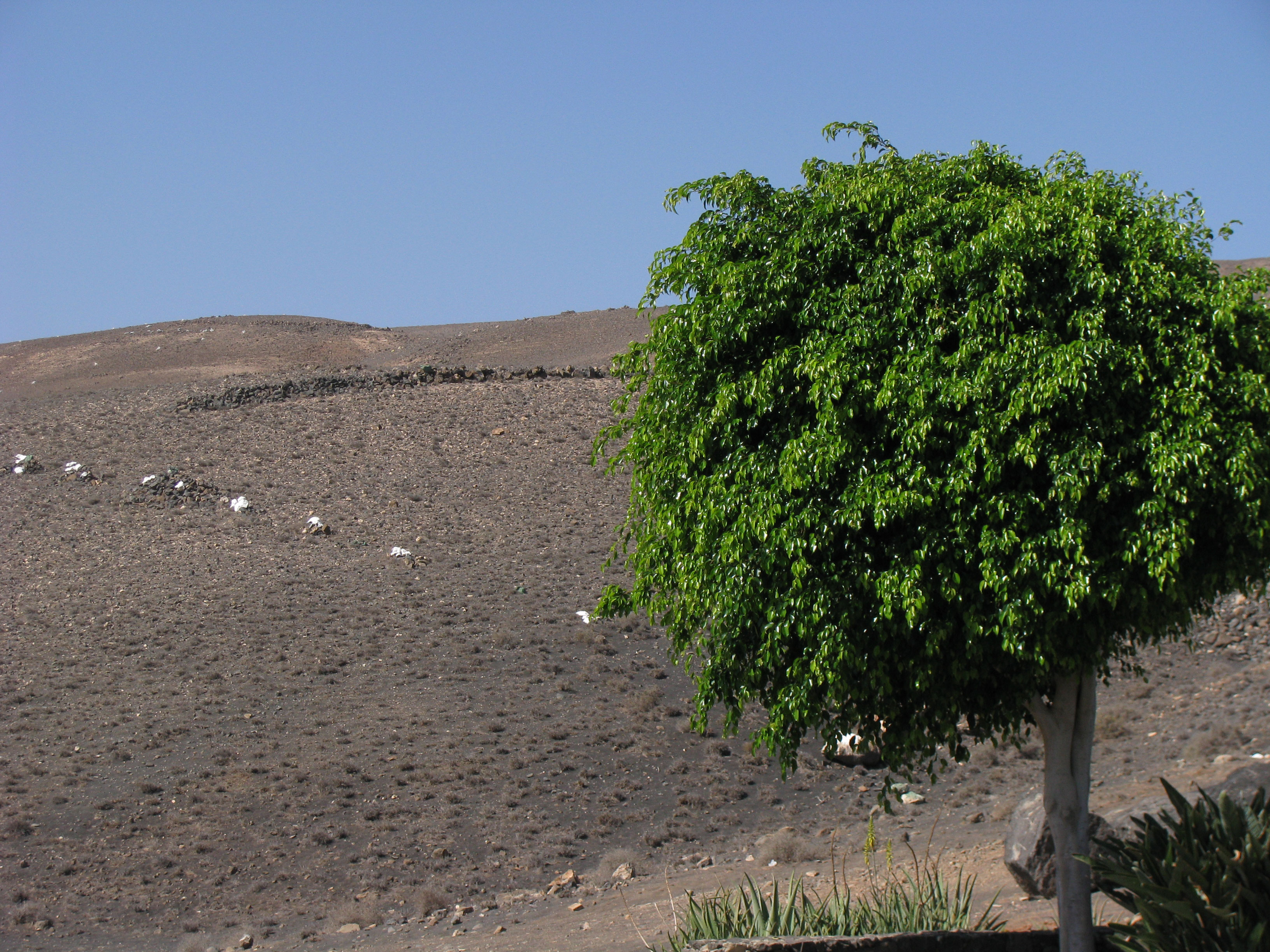 lanzarote1
