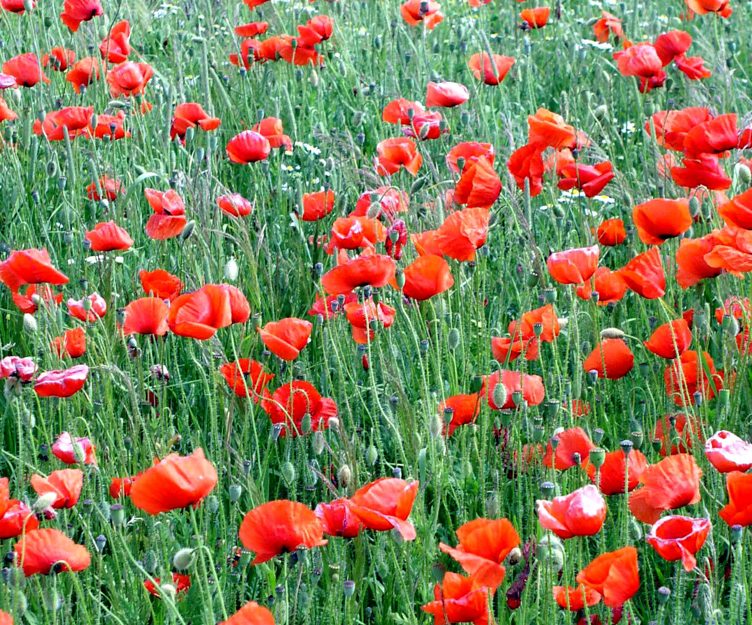mohn4